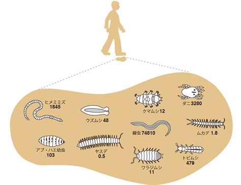 土 動物|RESEARCH 土は生きている—土壌動物が育む土壌環境 